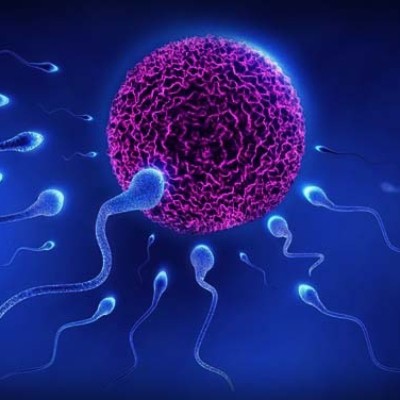 Fertility & Reproductive Medicine